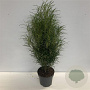 Frangula alnus Fine Line 80-100 cm 12L