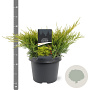 Juniperus pfitzeriana 'Gold Coast' 25-30 cm 3,5L