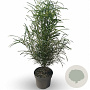 Frangula alnus Fine Line 125-150 cm 35L