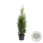 Thuja occidentalis 'King of Brabant' 60-80 cm 3,0L
