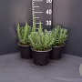 Lavandula ang. 'Dwarf Blue' GM 2,0L