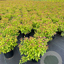 Spiraea jap. 'Goldflame' 25-30 cm 3,0L
