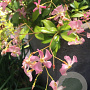 Trachelospermum j. 'Pink Showers' 100-125 cm 2,5L met stok