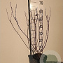 Cornus alba 'Elegantissima' 60-80 cm 3,0L