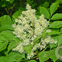 Fraxinus ornus 6-8 HO draadkluit