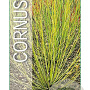 Cornus sericea 'Flaviramea' 50-60 cm 3,0L