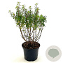 Fuchsia 'David' 25-30 cm 2,0L