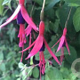 Fuchsia magellanica GM P9