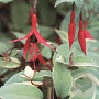 Fuchsia magel. 'Variegata' GM P9