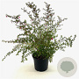 Fuchsia microphylla 25-30 cm 2,0L