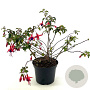 Fuchsia 'Mrs Popple' 25-30 cm 2,0L