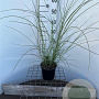 Miscanthus sin. 'Gracillimus' 40-50 cm 2,5L