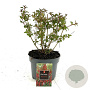 Fuchsia 'Riccartonii' 25-30 cm 2,0L