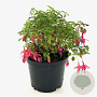 Fuchsia 'Tom Thumb' 25-30 cm 2,0L
