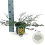 Genista pilosa 'Vancouver Gold' 25-30 cm 2,0L