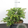 Abies nordmanniana 20-30 cm 10L