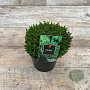 Hebe 'Emerald Gem' 20-25 cm 2,0L