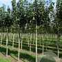Acer plat. 'Globosum' 12-14 HO draadkluit 220 cm stam