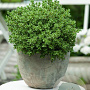 Hebe pinguifolia 'Sutherlandii' GM 1.5