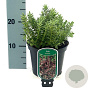 Hebe 'Red Edge' 25-30 cm 2,0L