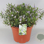 Hebe 'Sapphire' 25-30 cm 2,0L