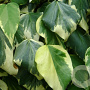 Hedera colchica 'Dentata Variegata' 200-250 cm 20L 3 stok
