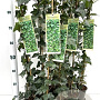 Hedera helix 70-80 cm rozenpot 2L