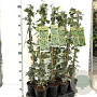 Hedera hel. 'Glacier' 70-80 cm rozenpot 2L