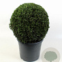 Buxus sempervirens 40-45 cm 12L bol