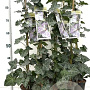 Hedera hel. 'Woerner' 70-80 cm rozenpot 2L