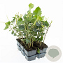 Hedera hibernica 20-30 cm P9 3-5 tak