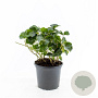 Hedera hibernica 30-50 cm C1.5
