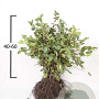 Carpinus betulus 40-60 cm wortelgoed