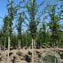 Carpinus betulus 6-8 HO draadkluit