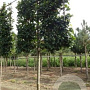 Carpinus betulus 16-18 HO draadkluit 200 cm stam LEIVORM
