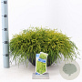 Chamaecyparis p. 'Sungold' 30-40 cm 7L