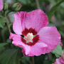 Hibiscus syr. Pink Giant 175-200 cm 50L