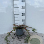 Cotoneaster pr. 'Streib's Findling' 15-20 cm C1.3