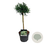 Cryptomeria j. 'Little Champion' 40 cm stam 4,5L