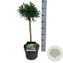 Cryptomeria j. 'Little Champion' 40 cm stam 5,0L