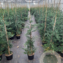 Cupressocyparis leylandii 125-150 cm 7,5L Gestokt