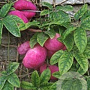 Holboellia latifolia 175-200 cm 20L 3 stok