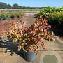 Euonymus alat. 'Compactus' 40-60 cm 10L
