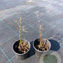 Fagus syl. 'Atropunicea' 15-20 cm 2,0L