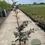 Fagus syl. 'Atropunicea' 80-100 cm 5,0L