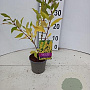 Forsythia int. 'Spectabilis' 20-25 cm P12