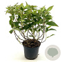 Hydrangea involucrata 30-40 cm 3,0L