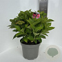 Hydrangea macrophylla 30-35 cm  bol rood