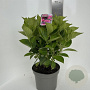 Hydrangea macrophylla 40-50 cm  bol rose