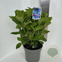 Hydrangea m. 'Bela' 40-50 cm  bol blauw